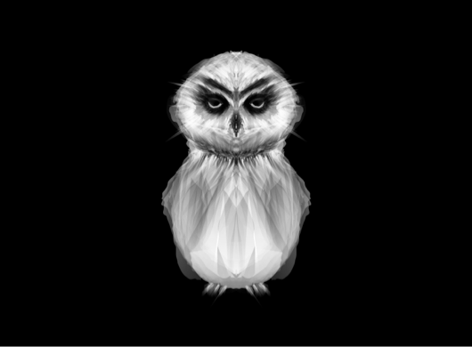 Grumpy white owl on black background